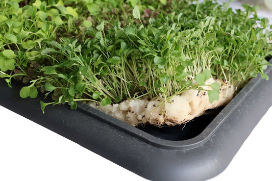 Growing Microgreens in FytoCell